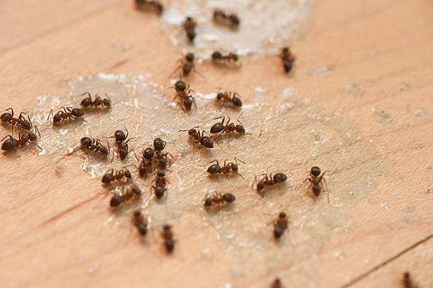 Best Pest Prevention Services  in Carolina Beach, NC